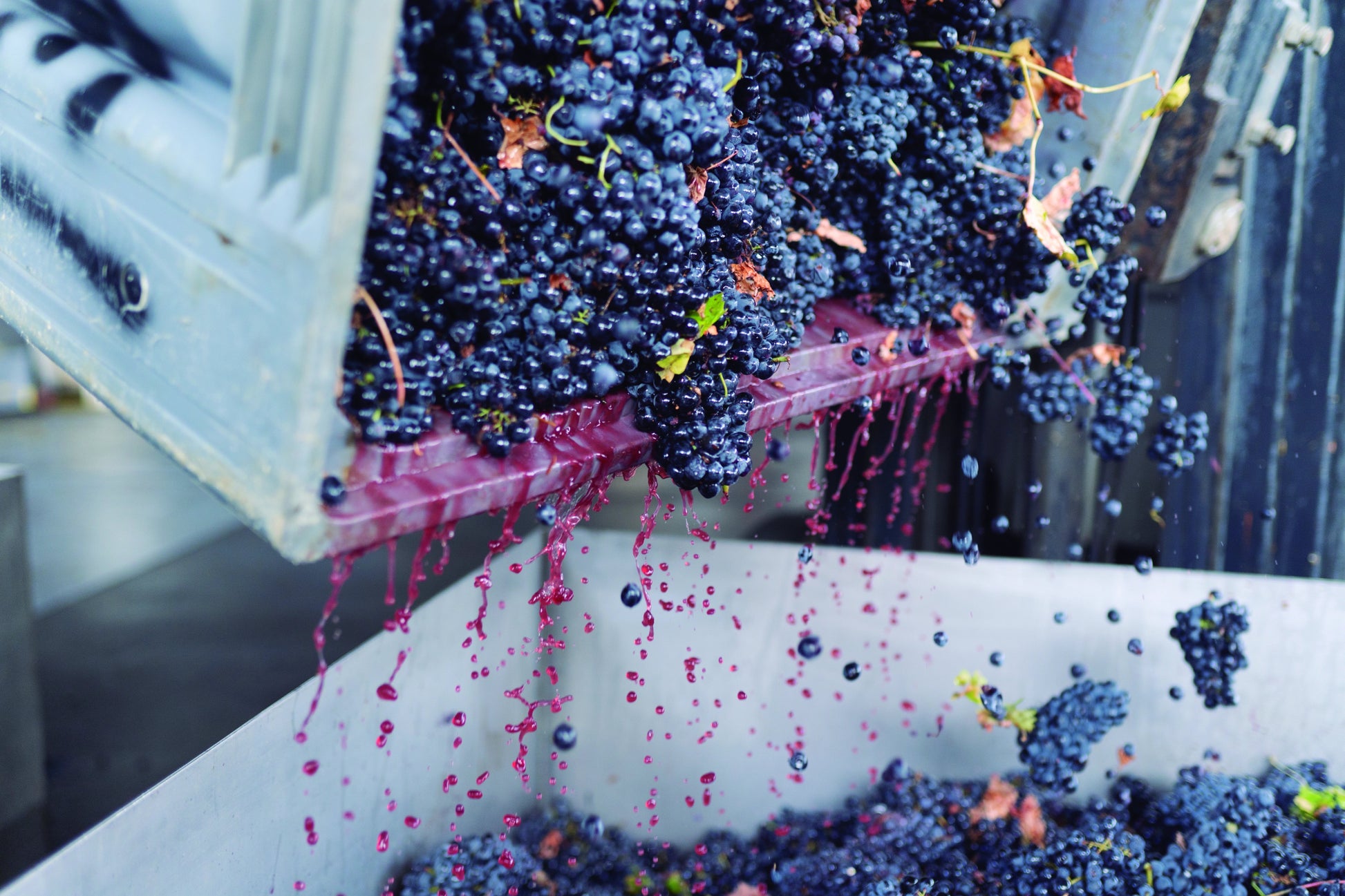 Experiência de Vindima - Plansel