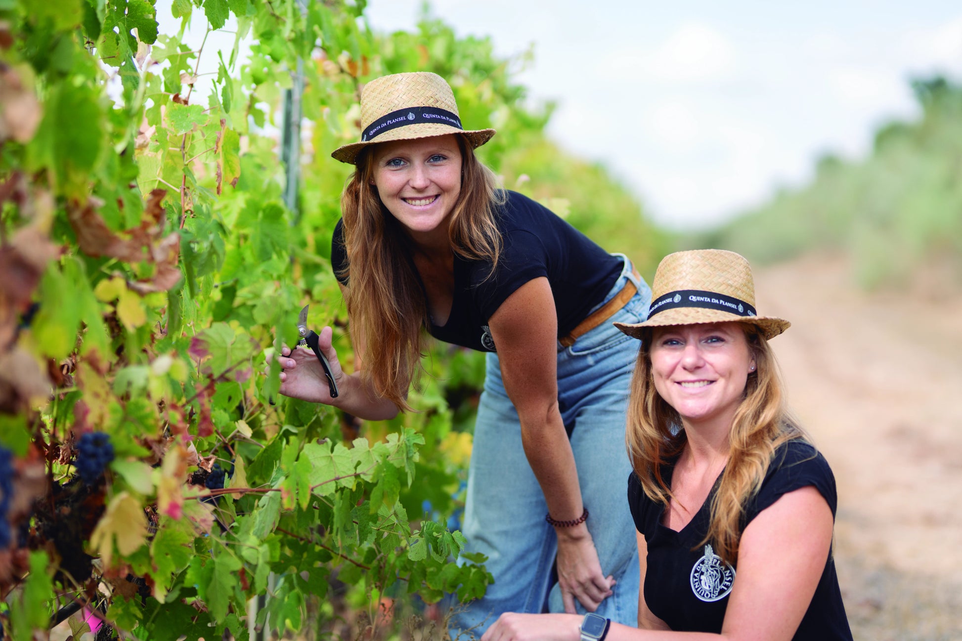 Experiência de Vindima - Plansel