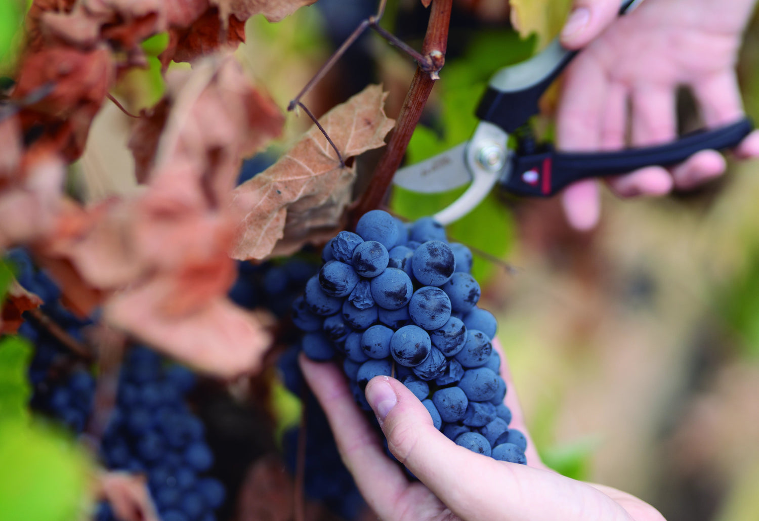 Experiência de Vindima - Plansel