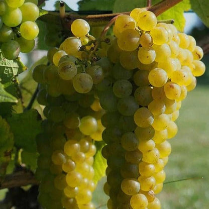 Uvas de mesa brancas - Plansel