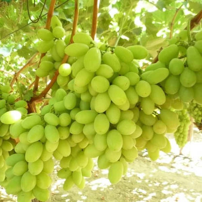 Uvas de mesa brancas - Plansel