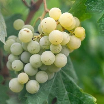 Uvas de mesa brancas - Plansel
