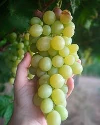 Uvas de mesa brancas - Plansel