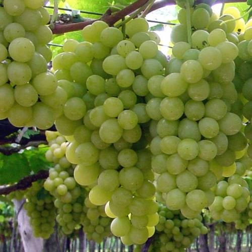 Uvas de mesa brancas - Plansel