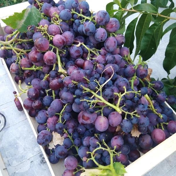 Uvas de mesa Tinta - Plansel