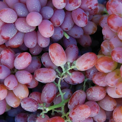 Uvas de mesa Tinta - Plansel