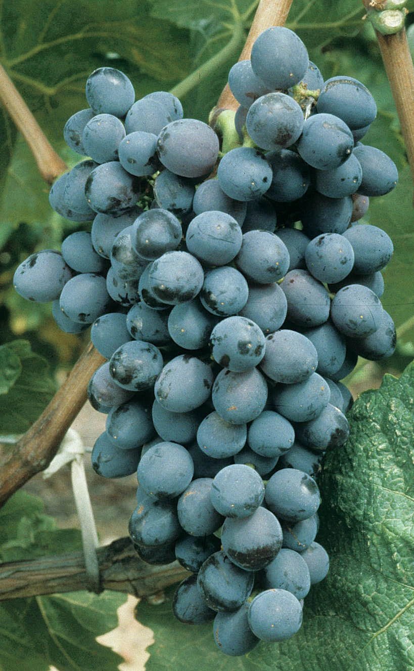 Uvas de mesa Tinta - Plansel