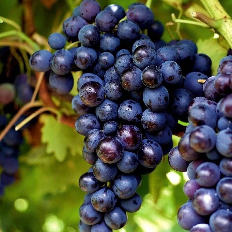 Uvas de mesa Tinta - Plansel