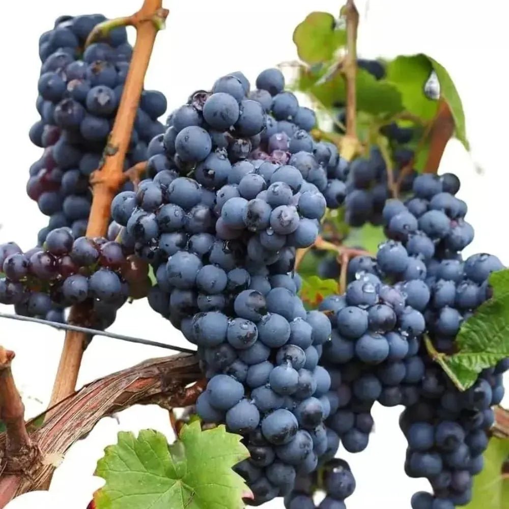 Uvas de mesa Tinta - Plansel