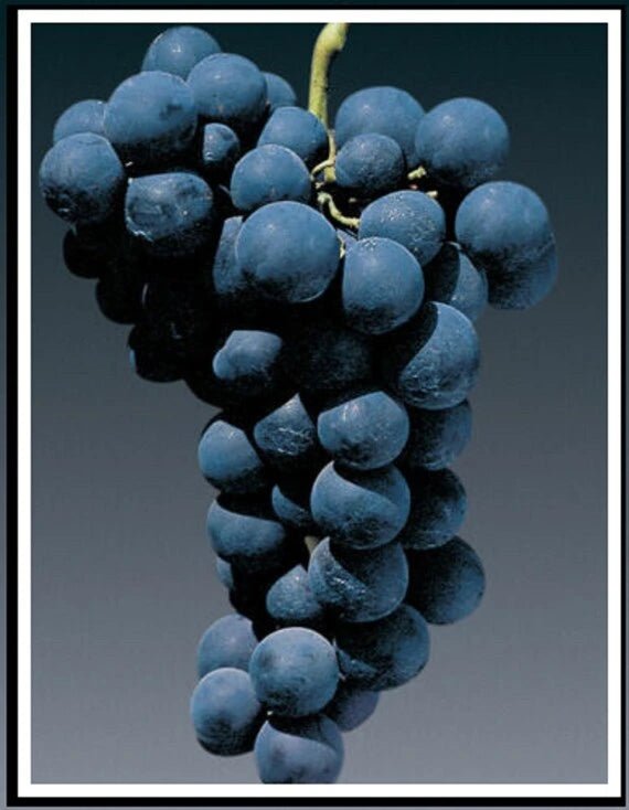 Uvas de mesa Tinta - Plansel