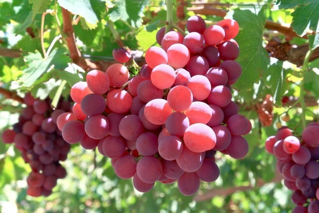 Uvas de mesa Tinta - Plansel