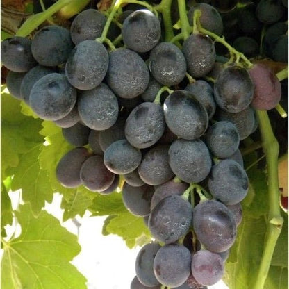 Uvas de mesa Tinta - Plansel